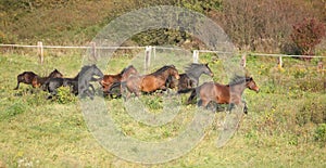 Batch of kabardin horses running in autumn