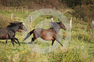 Batch of kabardin horses running in autumn