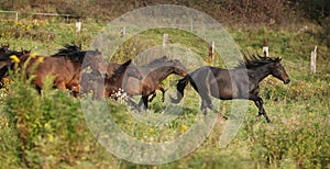 Batch of kabardin horses running in autumn