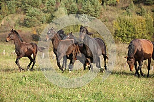 Batch of kabardin horses running in autumn