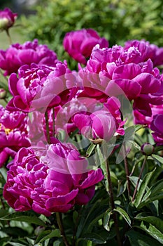 Batch of magenta peonies blossoms