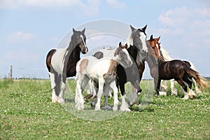 Batch of mares with foals on pasturage