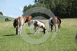 Batch of paint horses on pasturage