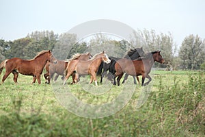 Batch of welsh ponnies running