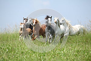 Batch of welsh ponnies running together on pasturage