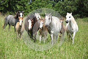 Batch of welsh ponnies running together on pasturage