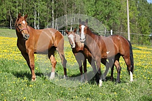 Batch of western horses on pasturage