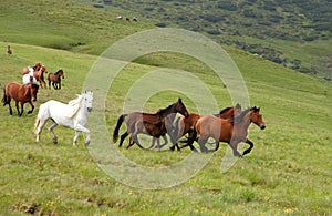 Batch of wild horses