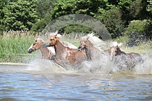 Batch of young chestnut horses in water