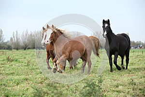 Batch of young welsh ponnies running