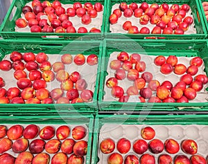 Batches of nectarines placed in green plastic boxes in a supermarket. The nectarine is a variety of the peach, it is a peach photo
