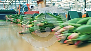 Batches of pink tulips are moving along the conveyor