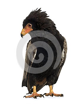 Bateleur (10 years) - Terathopius ecaudatus