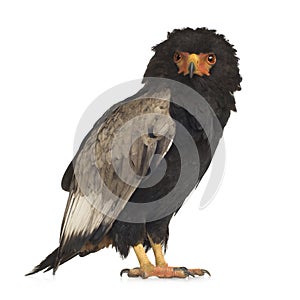 Bateleur (10 years) - Terathopius ecaudatus