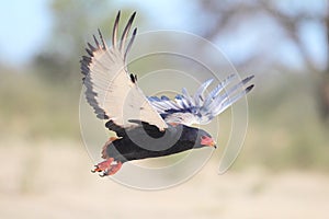 Bateleur