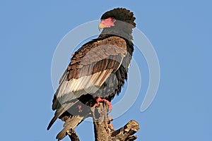 Bateleur