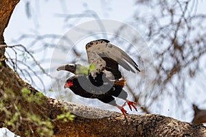 a Bateleur bird taking off a tree branch