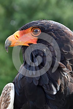 Bateleur or Conifer pine eagle