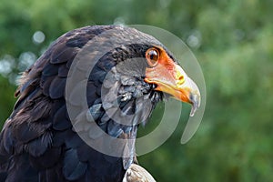 Bateleur or Conifer pine eagle