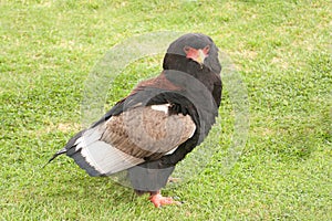 Bateleur Eagle