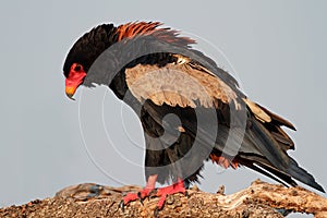Bateleur eagle