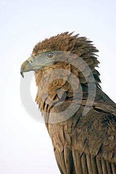 Bateleur Eagle