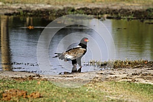 Bateleur Eagle