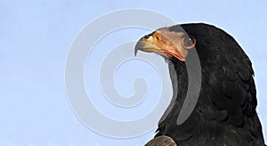 Bateleur eagle