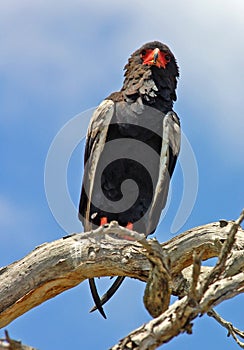Bateleur Eagle in Africa