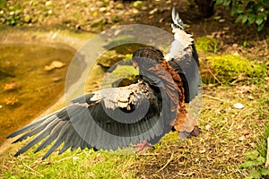 The Bateleur Eagle coming into land.