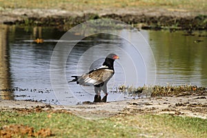 Bateleur Eagle in the Okovango Delta