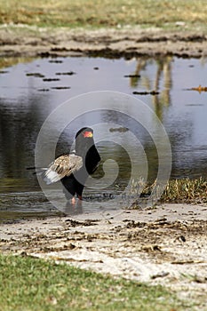 Bateleur Eagle