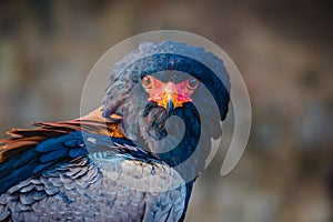 Bateleur Eagle head and shoulders profile. A close up view of a beautiful bateleur eagle