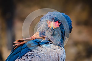 Bateleur Eagle head and shoulders profile. A close up view of a beautiful bateleur eagle