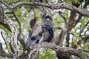 Bateleur Eagle in Kruger National park, South Africa