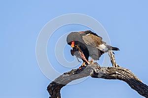 Bateleur Eagle in Kruger National park, South Africa