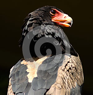 Bateleur Eagle photo