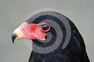 Bateleur Eagle Potrait