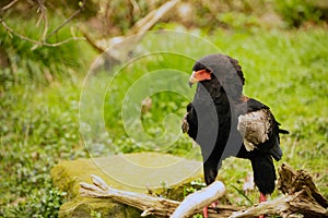 The Bateleur Eagle standing proudly on the ground.