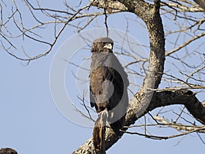 Bateleur eagle, Terathopius ecaudatus