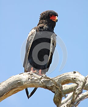 Bateleur Eagle (Terathopius ecaudatus)