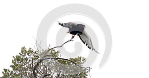 Bateleur Eagle, terathopius ecaudatus, Adult perched on the top of Tree,in Flight, taking off, Masai Mara Park in Kenya
