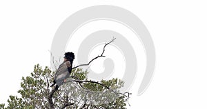 Bateleur Eagle, terathopius ecaudatus, Adult perched on the top of Tree, Masai Mara Park in Kenya,