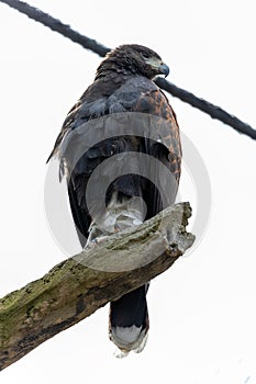 Bateleur Eagle (Terathopius ecaudatus) in Africa