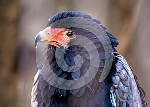 Bateleur Eagle (Terathopius ecaudatus) in Africa