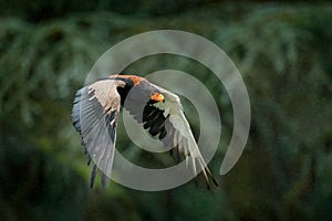 Bateleur Eagle, Terathopius ecaudatus, brown and black bird of prey fly in the nature habitat, Kenya, Africa. Wildlife scene form