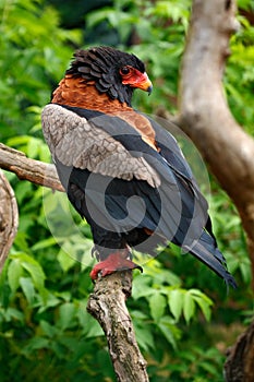 Bateleur Eagle, Terathopius ecaudatus, brown and black bird of prey in the nature habitat, sitting on the branch, Kenya, Africa