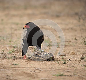 Bateleur Eagle, Terathopius ecaudatus, looking left, having cracked open the tortoise shell