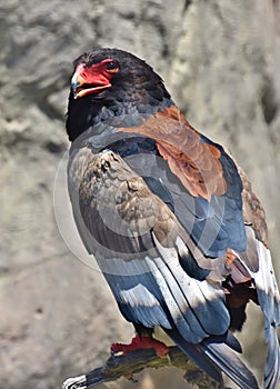 Bateleur Eagle Terathopius ecaudatus