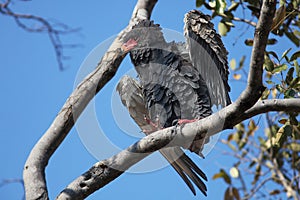 Bateleur Eagle (Terathopius ecaudatus)